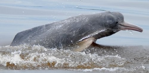 Delfin boto de Araguaya