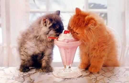 Gatos comiendo helado