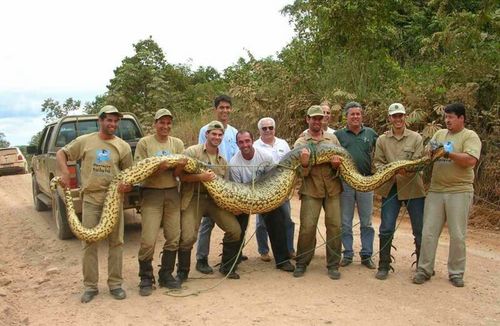 Serpientes gigantes (II)