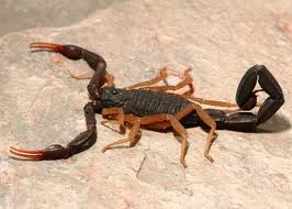 Escorpion o alacran