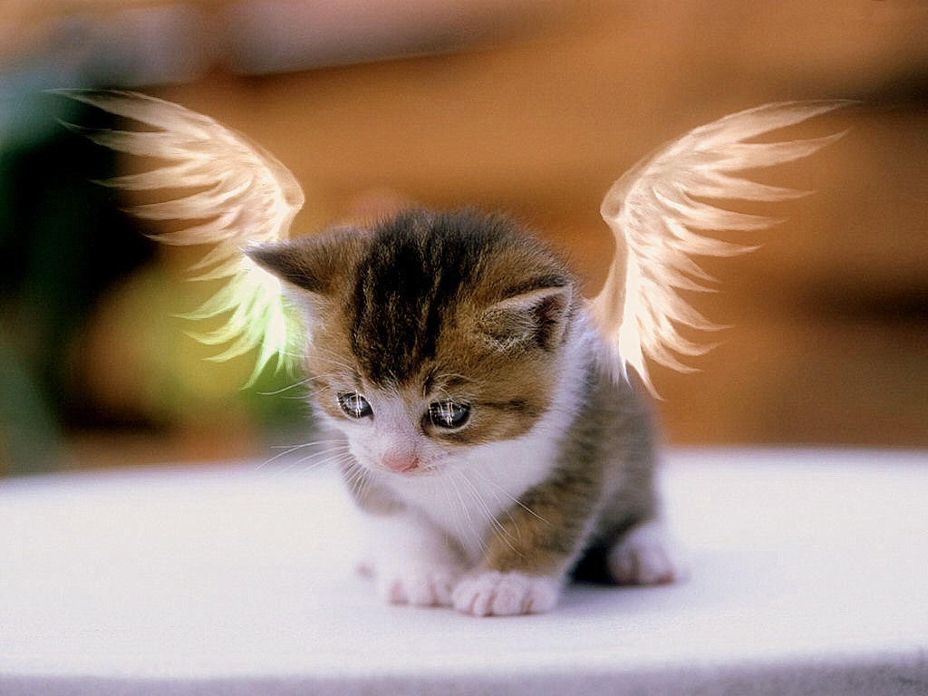angel-kitty