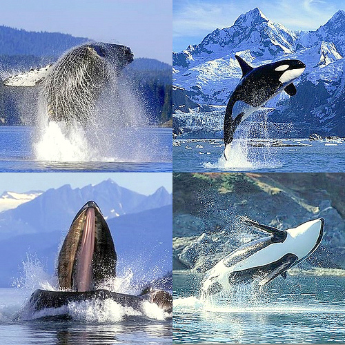ballenas