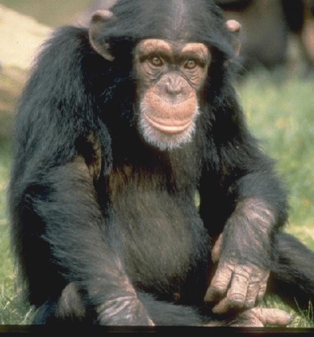 chimpance2