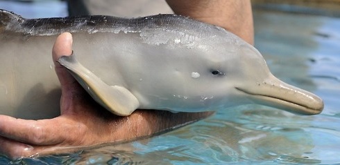 delfin de baiji