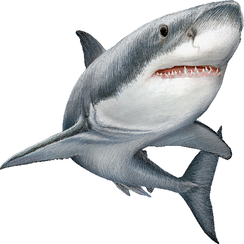 imagenes de tiburones1