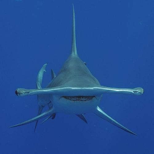 imagenes de tiburones2