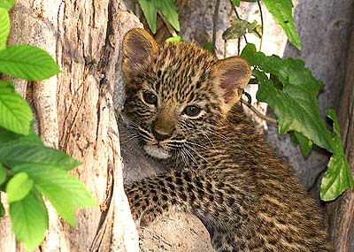 leopardo pequeño subido a un arbol