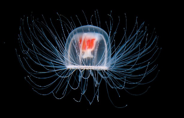 medusa turritopsis nutricula