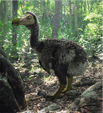 pajaro-dodo