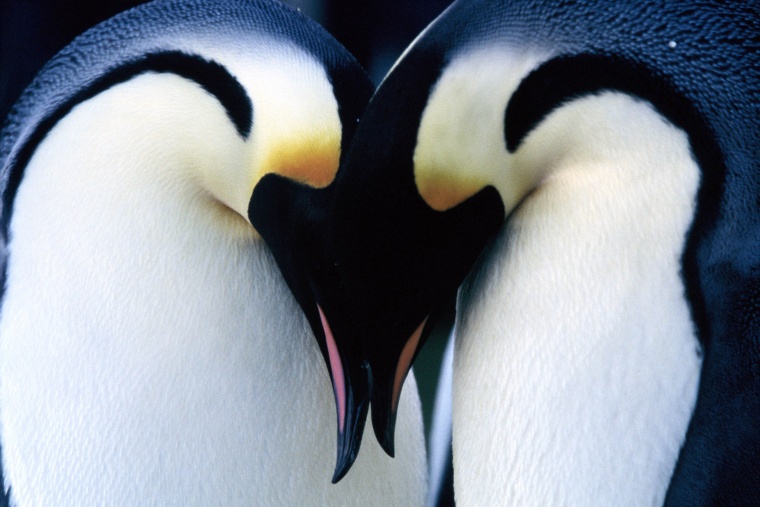 pareja-de-pinguinos-emperador