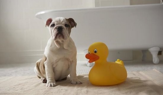 perro baño