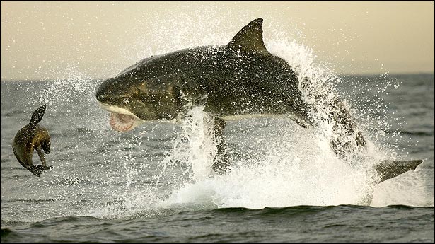 tiburones atacando1
