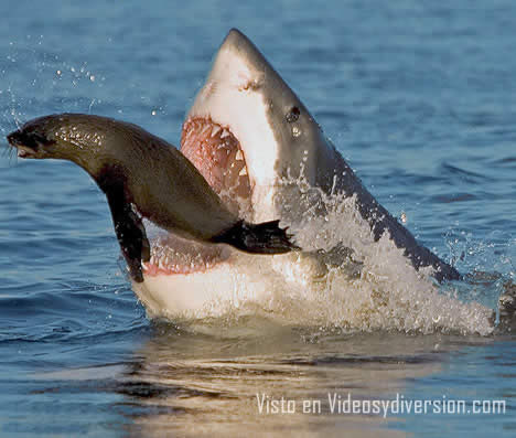 tiburones atacando2