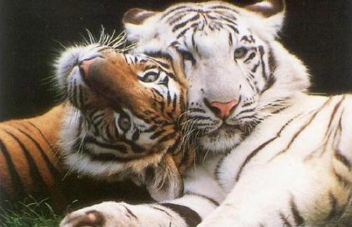 tigres y leones