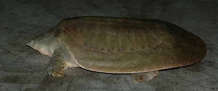 tortuga caparazón blando